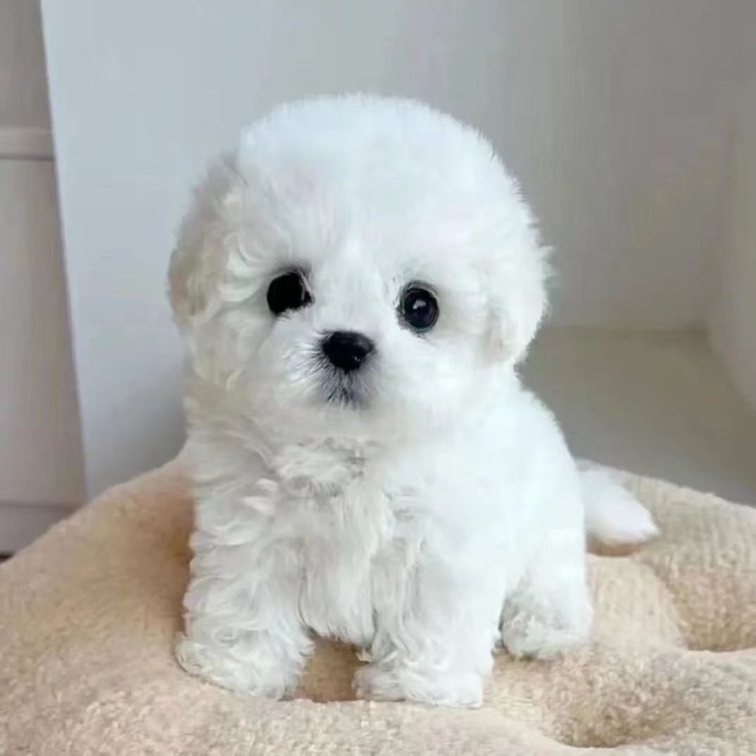 双血统纯种比熊犬幼犬活体小型比熊犬比熊幼崽宠物狗狗批发价格