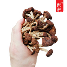 江西特产广昌茶树菇古田茶菇食用菌农产品10斤包邮