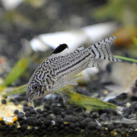 三线豹鼠鱼活体 茉莉鼠清洁鱼萌萌的老鼠鱼热带观赏鱼水族世界