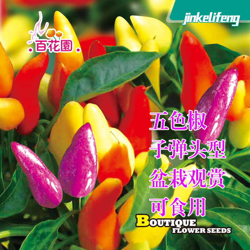 200粒盆栽五色椒种子子弹头型彩椒观赏椒七彩混色渐变可食用