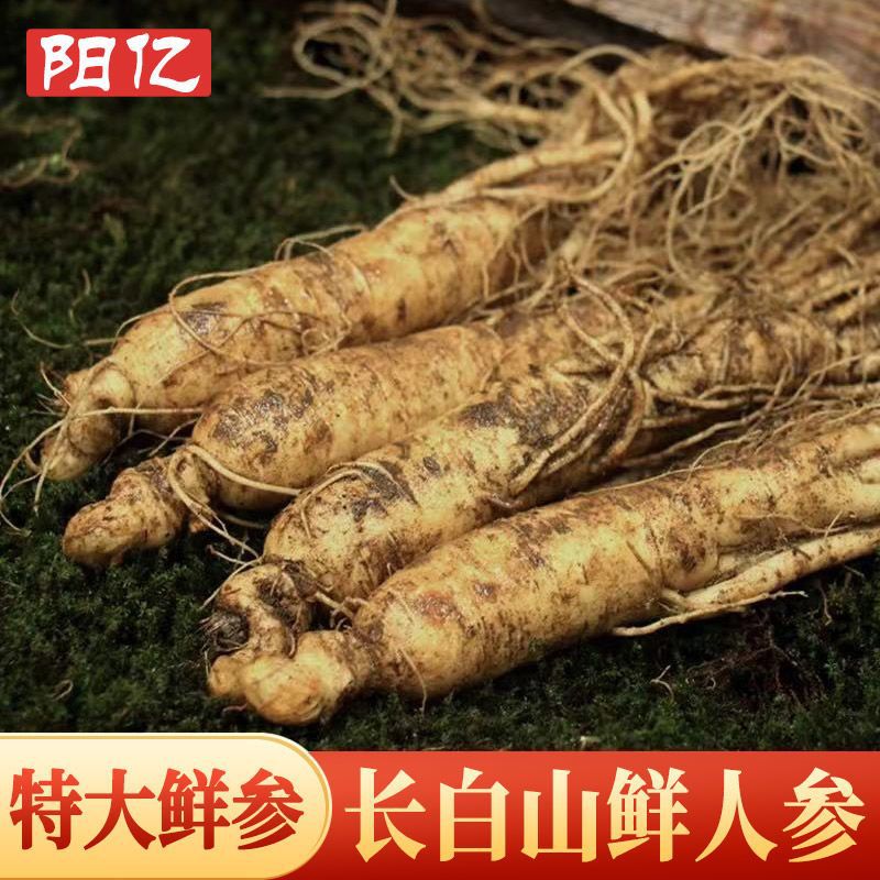 包邮阳亿长白山新鲜人参带土鲜人参整枝泡酒煲汤林下野山参批