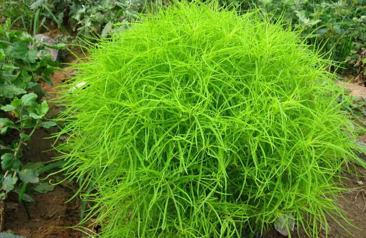 绿叶地肤种子园林景观绿化红叶地肤植物种子花花海种子公斤包邮