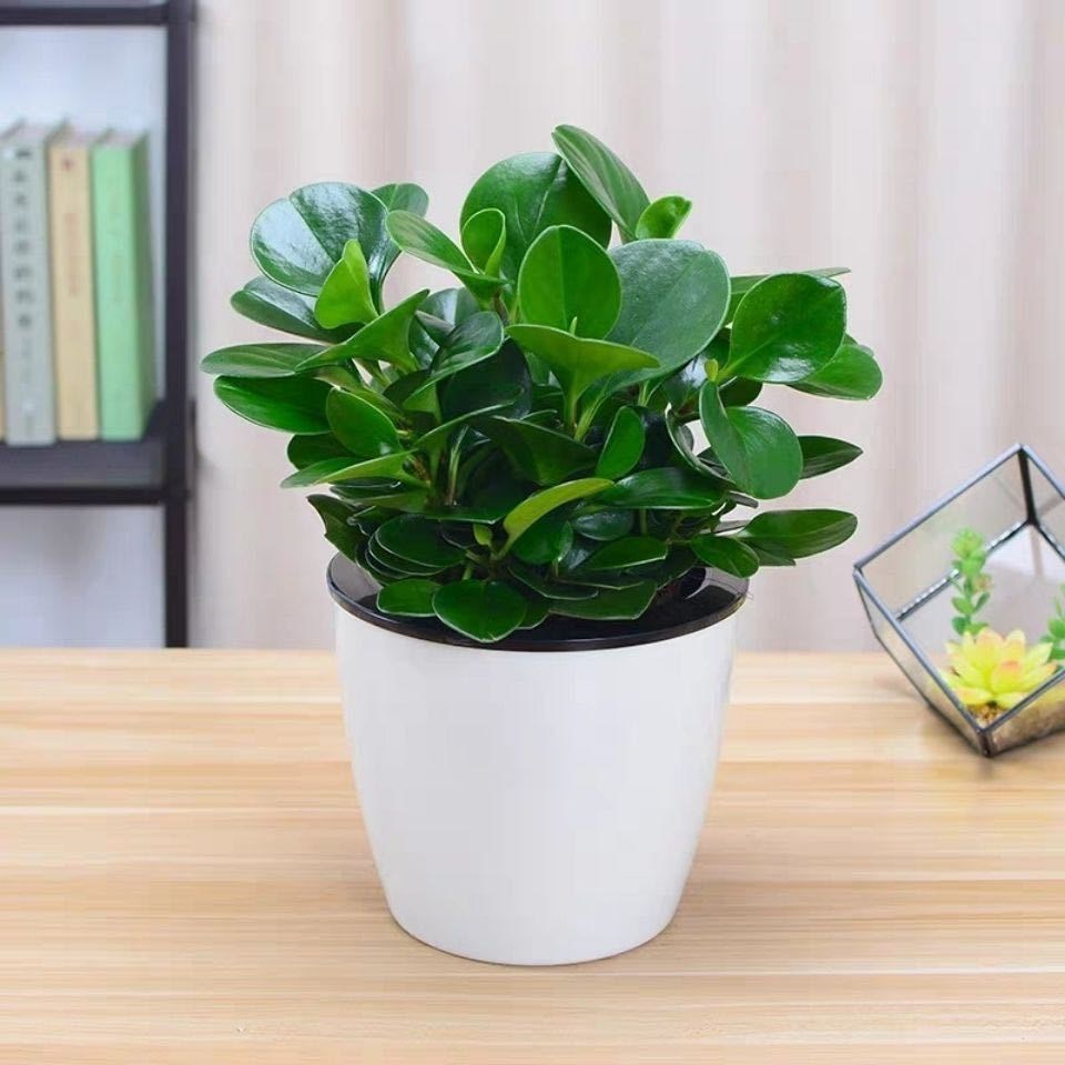 豆瓣绿盆栽盆栽水培观叶碧玉盆栽植物吊竹梅