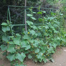 爬藤架花架豆角架黄瓜架子种菜架庭院植物攀爬架户外园艺葡萄架杆