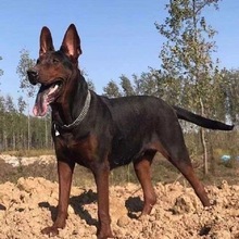 川东猎犬幼犬活体大型犬中型猛犬邻水狗狩猎犬家养狩猎犬活物狗