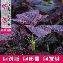 紫苏种子种籽苗盆栽可食用苏子紫苏叶籽种道路绿化蔬菜苏子叶