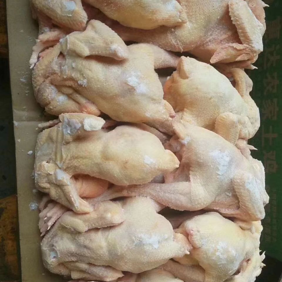 新鲜速冻老母鸡淘汰蛋鸡下蛋鸡红毛蛋鸡一箱19斤6-10只熬汤食材