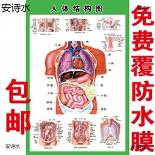 人体内脏解剖系统示意图医学宣传挂图人体器官心脏结构图医院海报