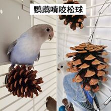 鹦鹉玩具啃咬鸟类笼内磨牙松球玄凤牡丹玩耍磨喙悬挂用品松塔代货