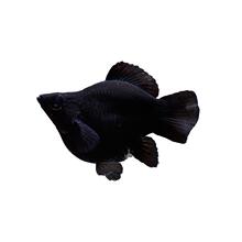 胎生鱼生鱼苗米奇鱼小鱼活观赏鱼热带鱼小型淡水好养孔雀鱼玛丽鱼