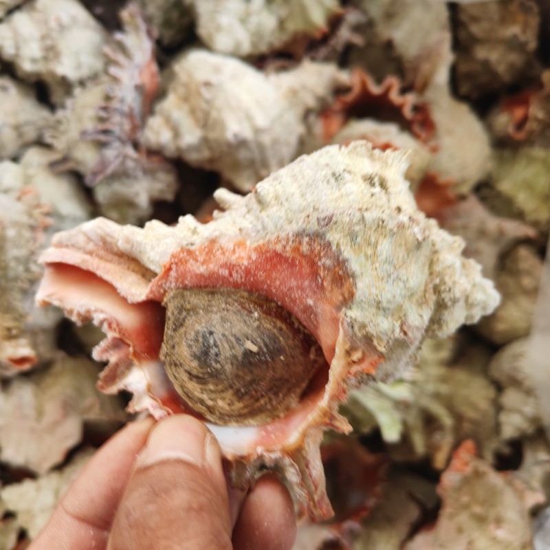 活冻千手螺 大海螺 20斤/箱海鲜生海螺2种规格200-250克300-400克