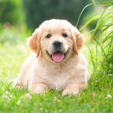 费领养纯种金毛幼犬活体宠物大骨架血统巡回犬宠物狗_阿里巴巴找货