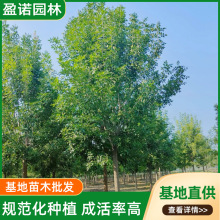 基地现挖绿化白蜡树15公分20公分园林景观行道苗木种植基地白蜡树