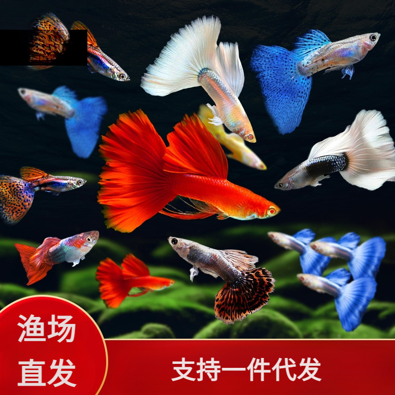 孔雀鱼活体凤尾鱼淡水群游宠物纯种小型胎生鱼鱼苗鱼