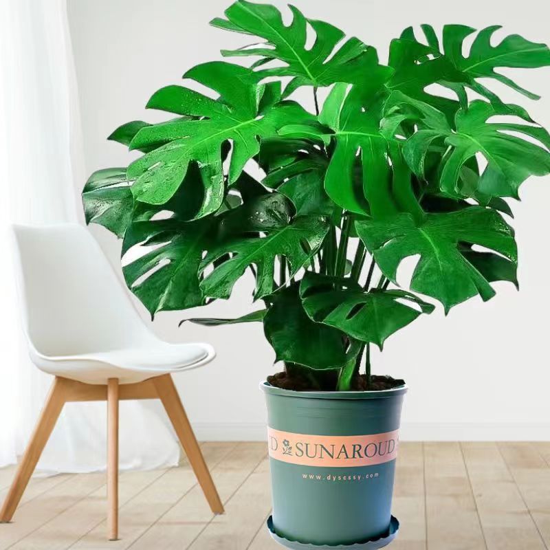 大型开背老桩龟背竹土水培盆栽北欧风大叶吸甲醛办公客厅室内绿植