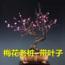 【带花苞发货】原生梅花老桩浓香型耐寒阳台庭院南北方梅花盆栽