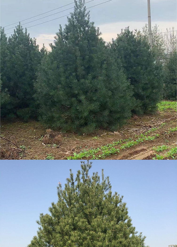 白皮松苗公园庭院别墅观赏苗木 耐寒行道树 绿化工程树