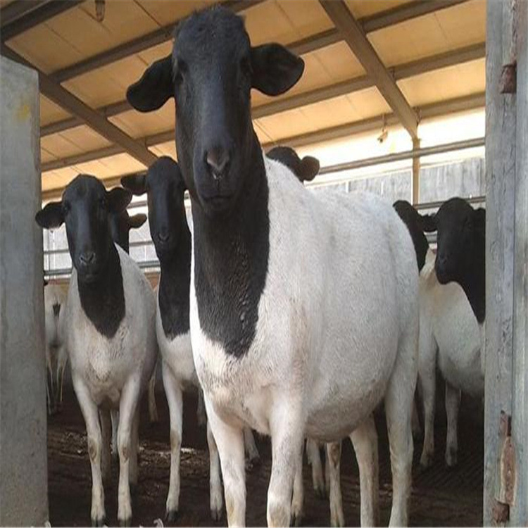 农家自养 黑头杜泊绵羊羔 怀孕大母羊 杜寒杂交羊 小尾寒羊