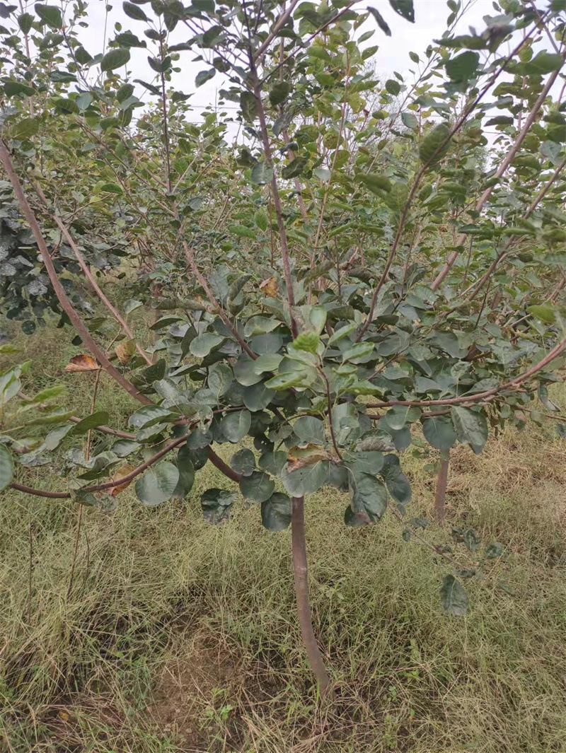 泰安基地出售1-5公分黄栌 黄栌树 黄栌小苗