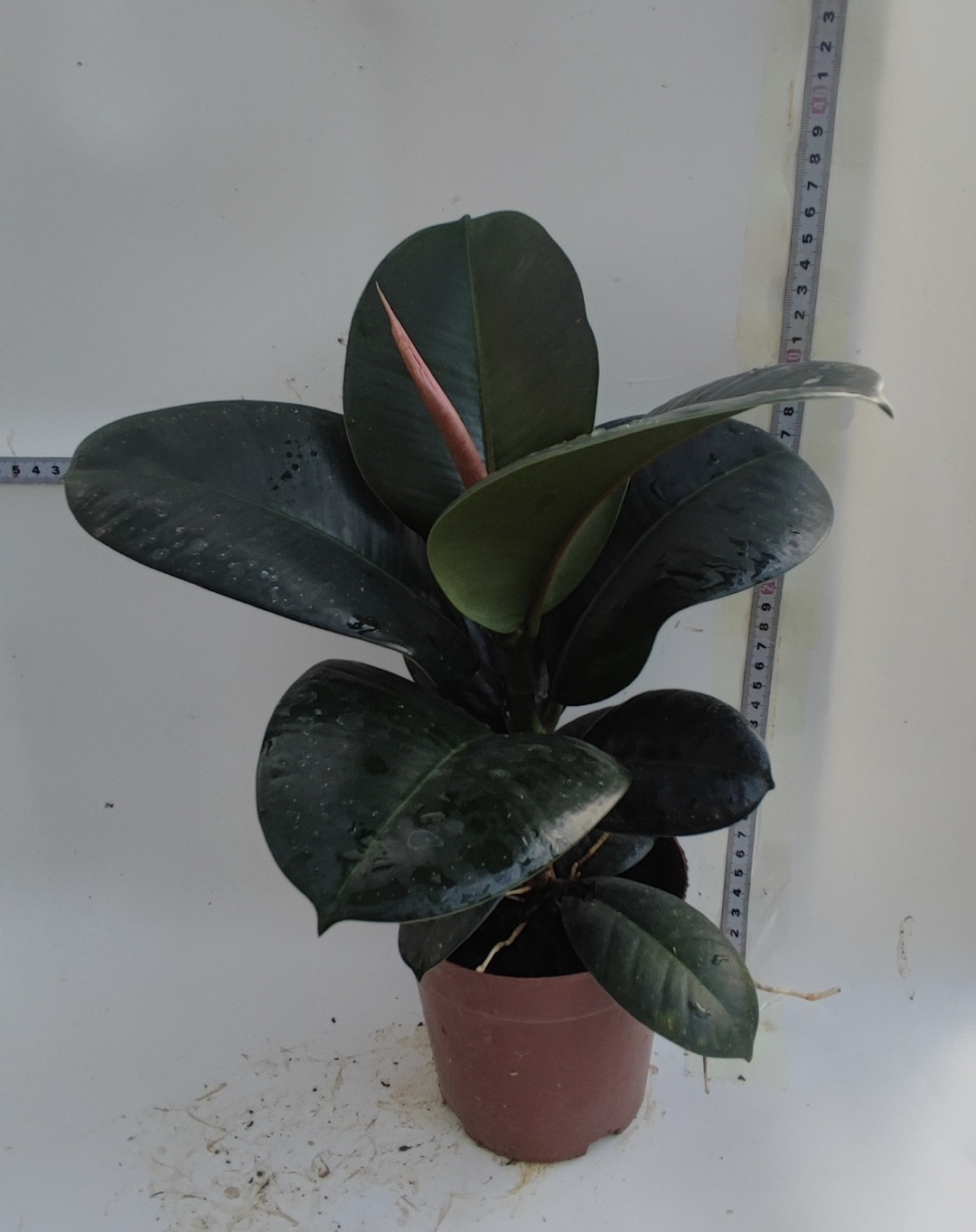 110#美国榕盆栽源头厂家网红盆栽绿金刚ficus sofia-阿里巴巴