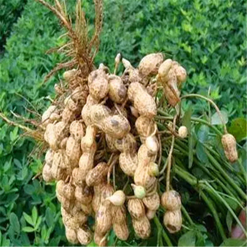 高油酸豫花生37种子种植批发基地山东山西河南内蒙古西藏新疆贵州