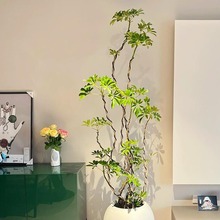 造型鸭脚木室内盆栽大型室内鸭掌木客厅办公室四季常青大型绿植物