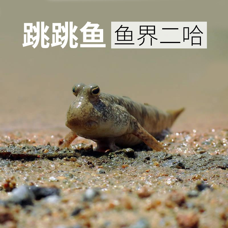 弹涂鱼跳跳鱼小型热带观赏鱼滩涂淡海汽水鱼萌宠物水陆两栖原生鱼