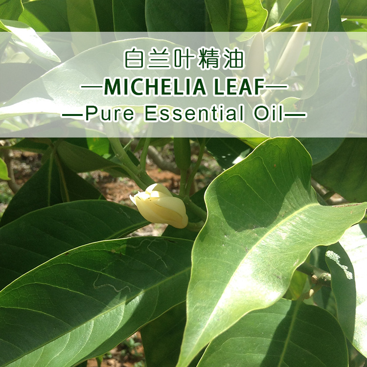 印度白兰叶单方精油1000ml起批发michelia leaf我们提供原产地证