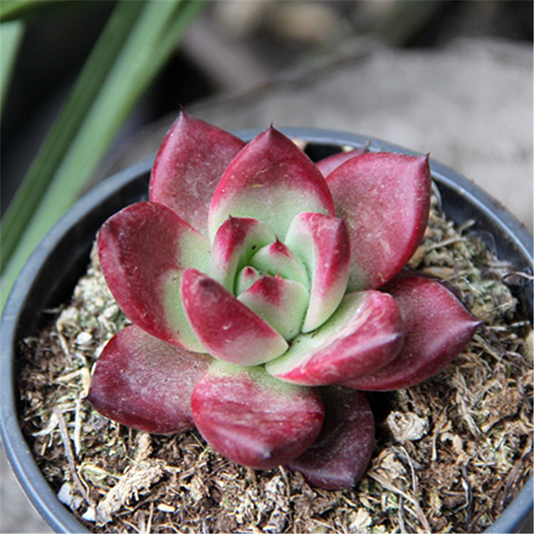 罗卡多肉 罗宾杂野卡多肉 精品多肉 乌木系新品杂交