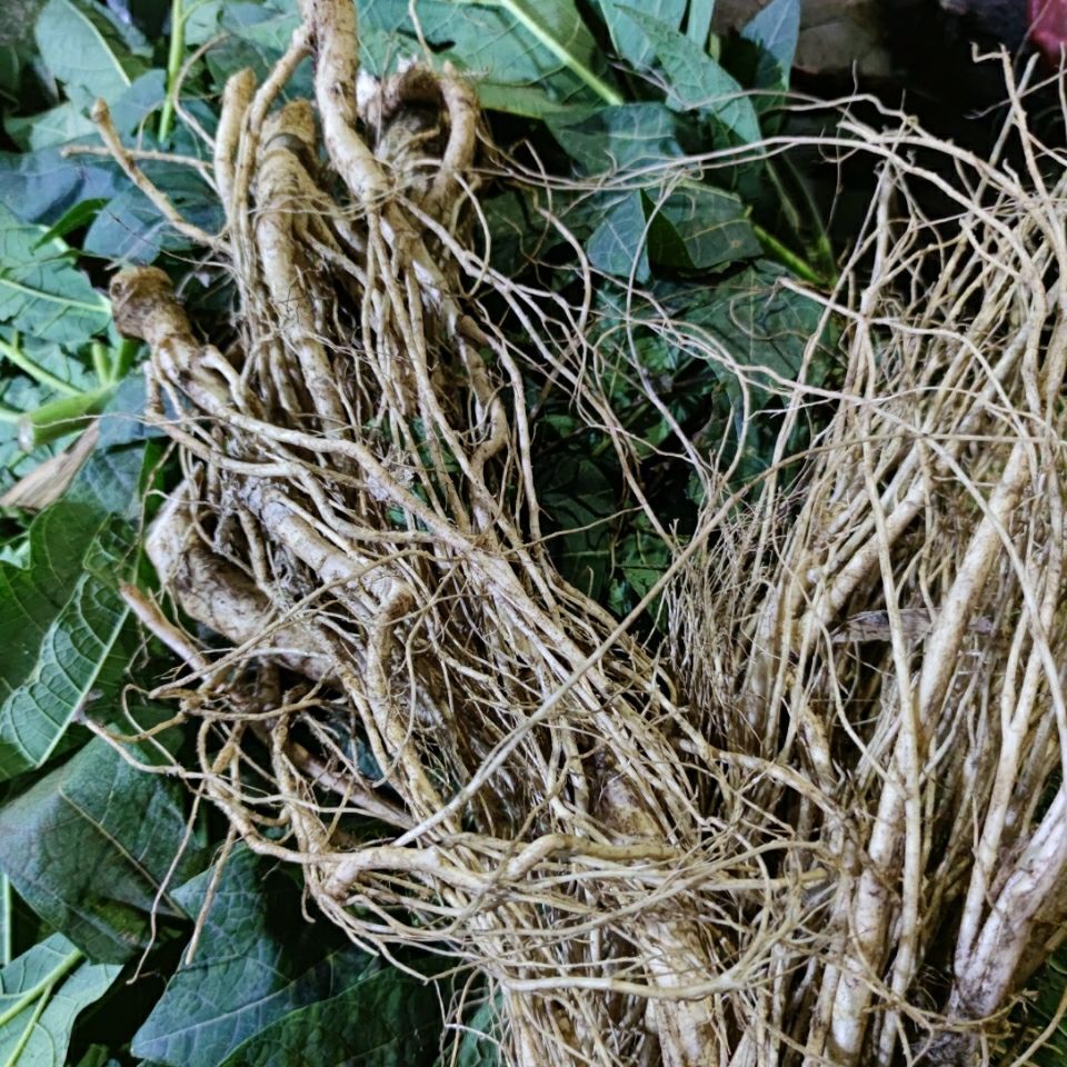 麻木痹 木瓜树根 番木瓜根 新鲜 500克