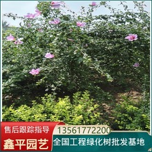 常年供应木槿树苗常绿灌木木槿苗3公分4公分木槿花