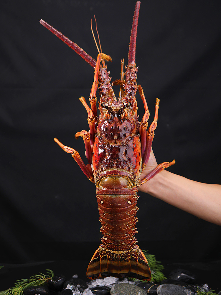 百鲜荟古巴龙虾大花龙虾青澳龙冷冻海鲜礼盒大礼包年夜饭年货送礼