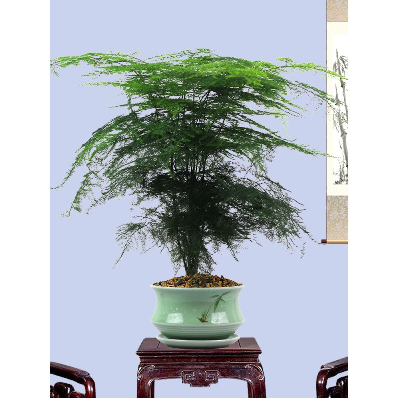 文竹爬藤盆栽植物室内特大型绿植铁杆创意云片松竹老桩盆景观花卉