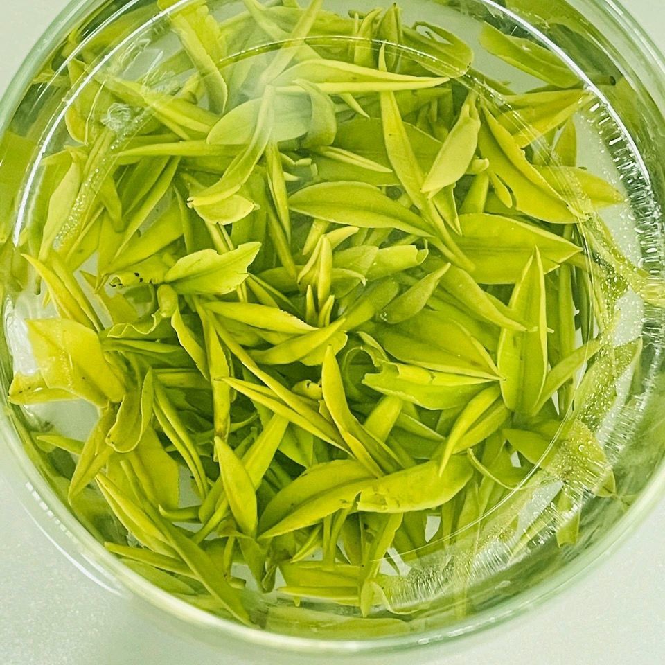 霍山黄芽新茶年明前安徽春茶高山名茶浓香型黄茶250g袋装茶叶包邮