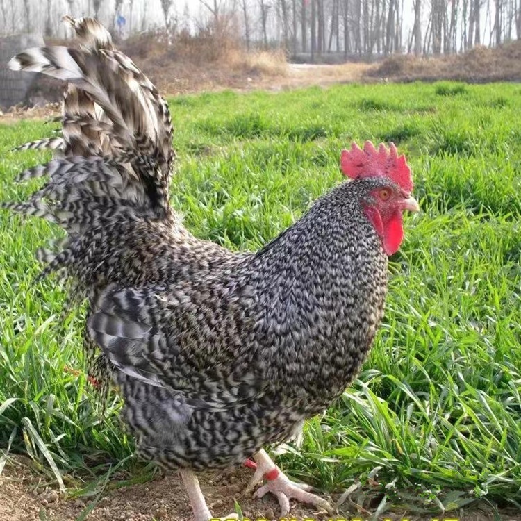 芦花鸡多少钱一只 贵妃鸡脱温的哪里有批发的 供应散养五黑鸡