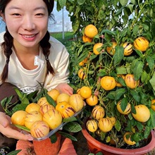 云南人参果树苗盆栽人生果苗菜苗水果长寿果种籽种植四季南北方