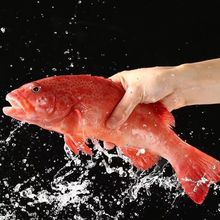 石斑鱼鲜活海日舟深海东星斑冷冻红石斑鱼刺身500-600野生海捕
