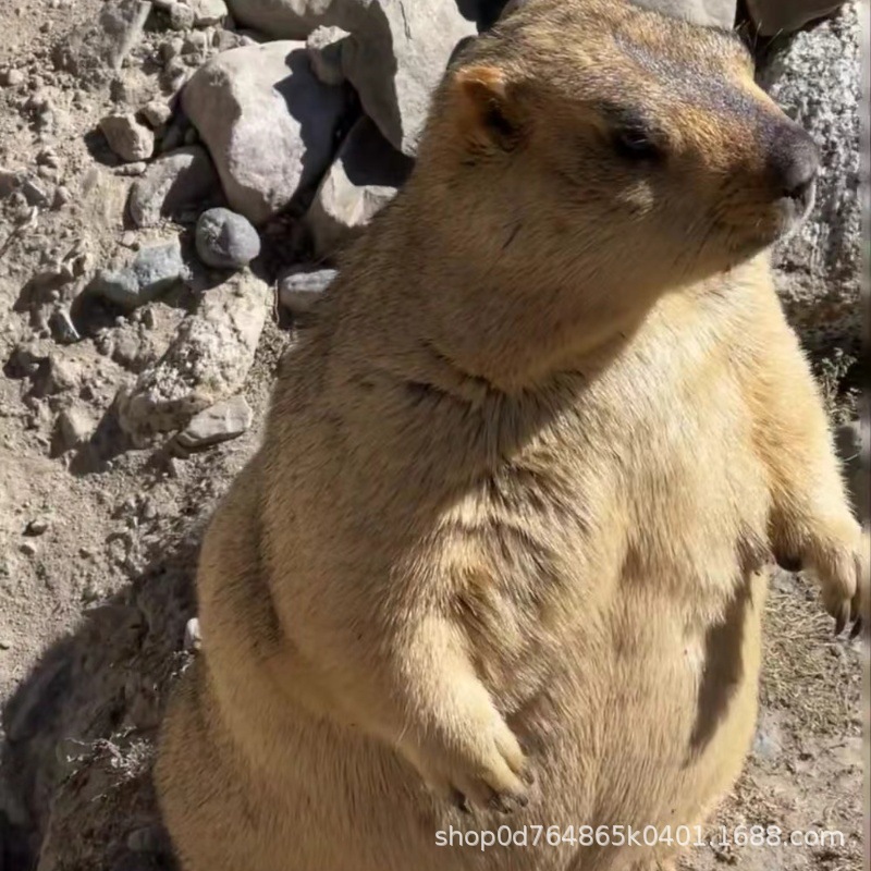 哪里有卖听话的土拨鼠活体的 黑尾土拨鼠好养吗 宠物龙猫一只价格