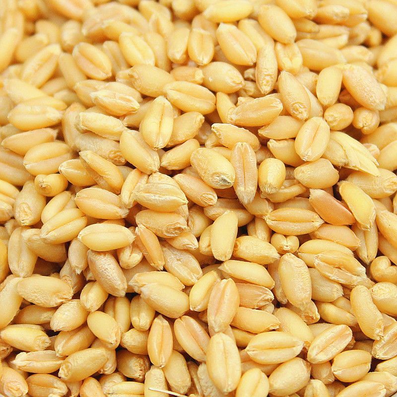 小麦粒新货农家磨面麦芽糖小麦草种带皮麦子粒去皮小