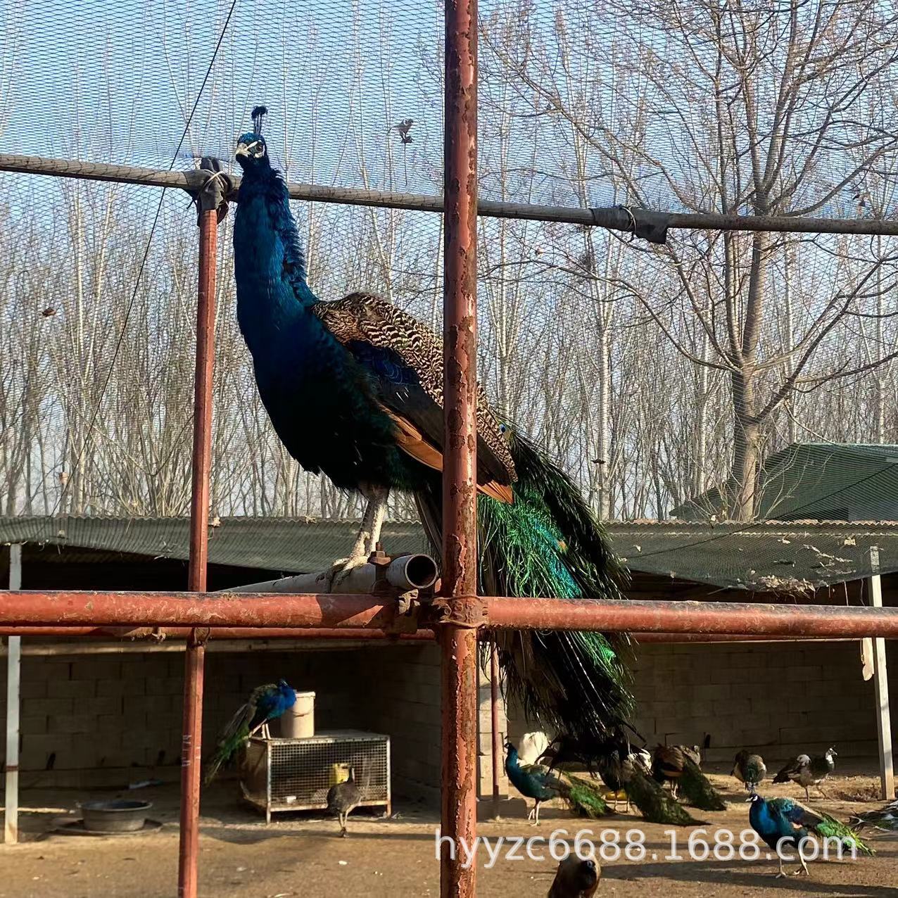 农场出售景区成年观赏蓝孔雀活体脱温孔雀活苗散养蓝孔雀种蛋价格