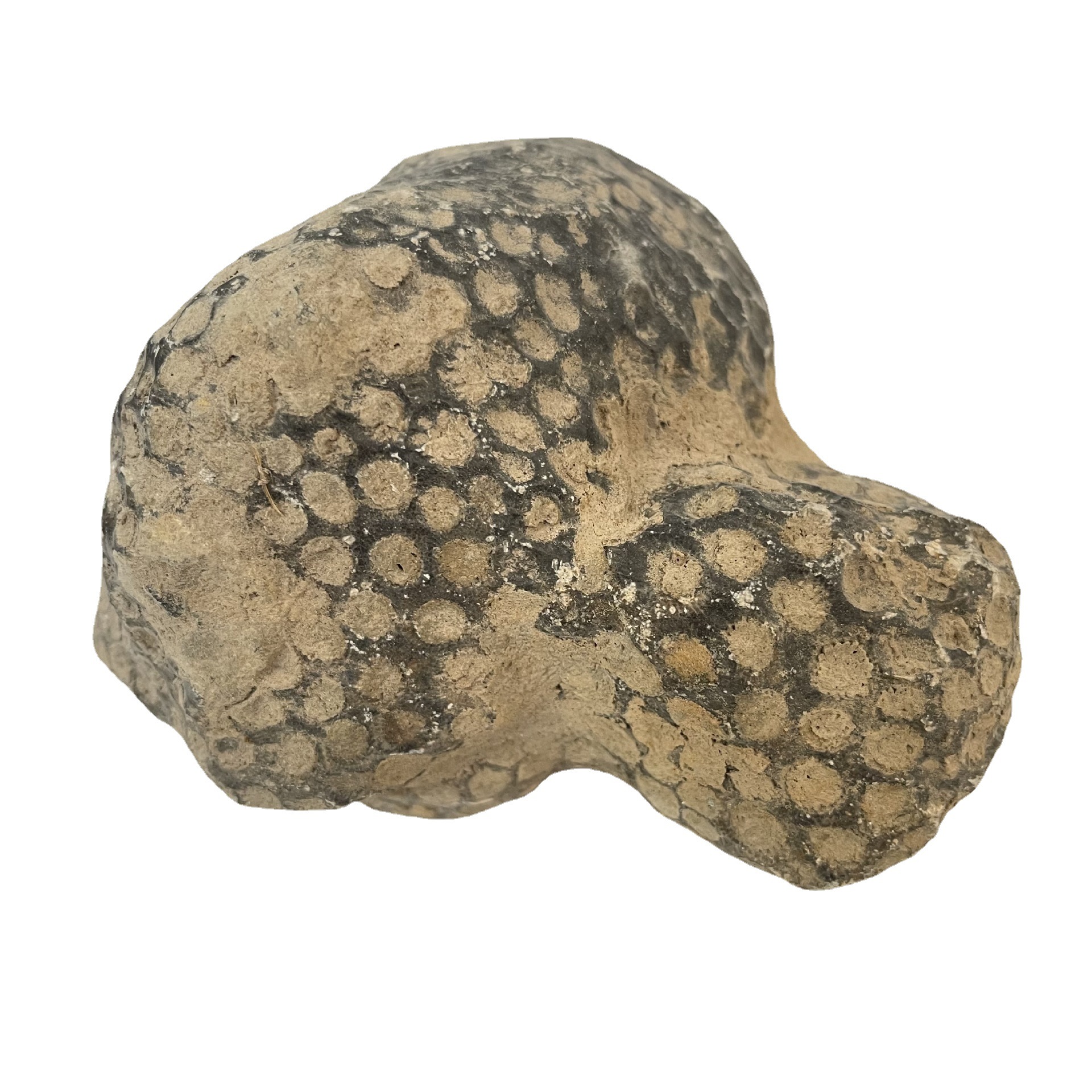 古生物化石蜂巢珊瑚 天然海洋化石轴管珊瑚 标本摆件