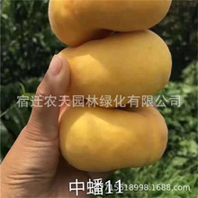 黄蟠桃奉化水蜜桃树苗特大嫁接果苗盆栽果树庭院地载南北方种植