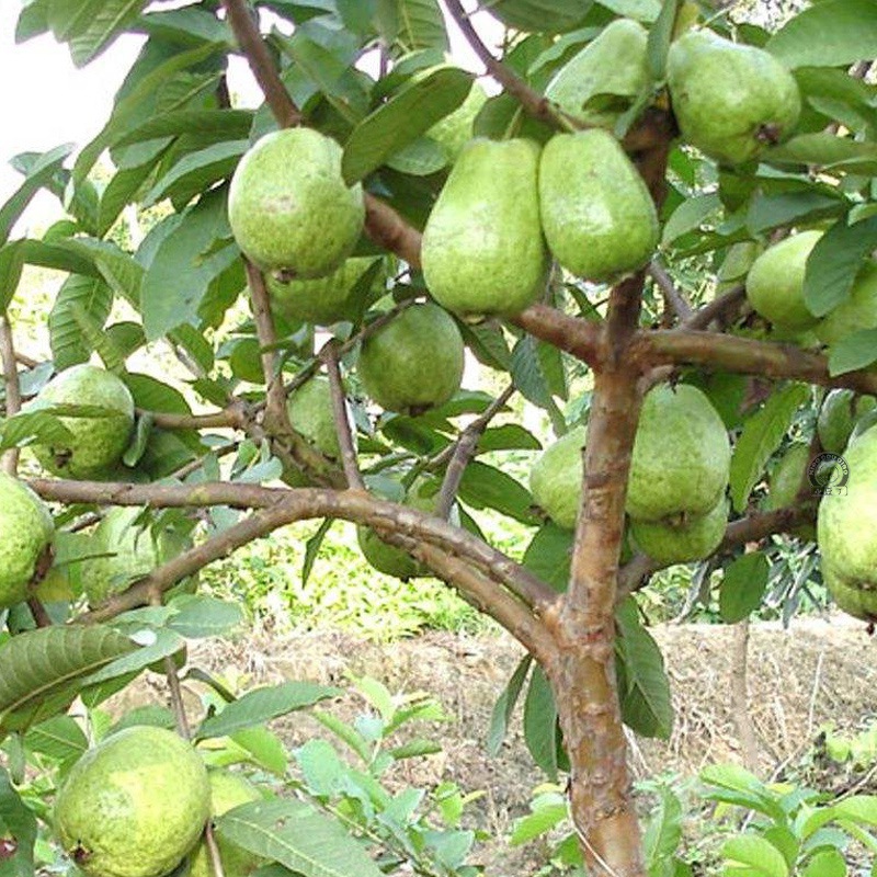 嫁接番石榴苗红心珍珠四季芭乐苗白肉番石榴树苗南方种植当年结果