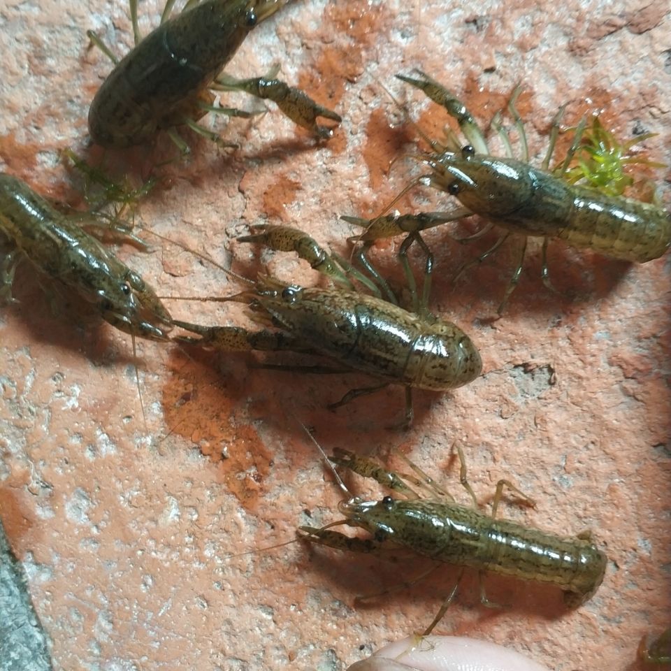 龙纹鳌虾种虾一只就能繁殖的观赏虾活虾单性繁殖