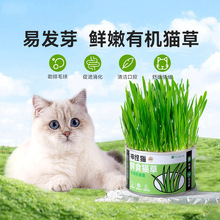 神经猫猫草罐头小麦种子水培育苗盘懒人猫咪化毛球片猫咪零食盆栽