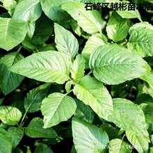 绿苋菜种子四季绿圆叶菜种籽夏秋季农家野菜青菜种孑蔬菜种子大全