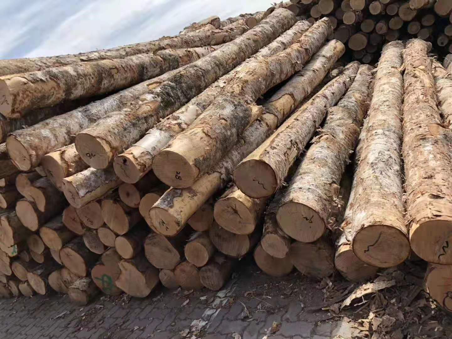 俄罗斯桦木白桦枫桦原木旋切家具装修适用材桦木防腐烘干实木板材