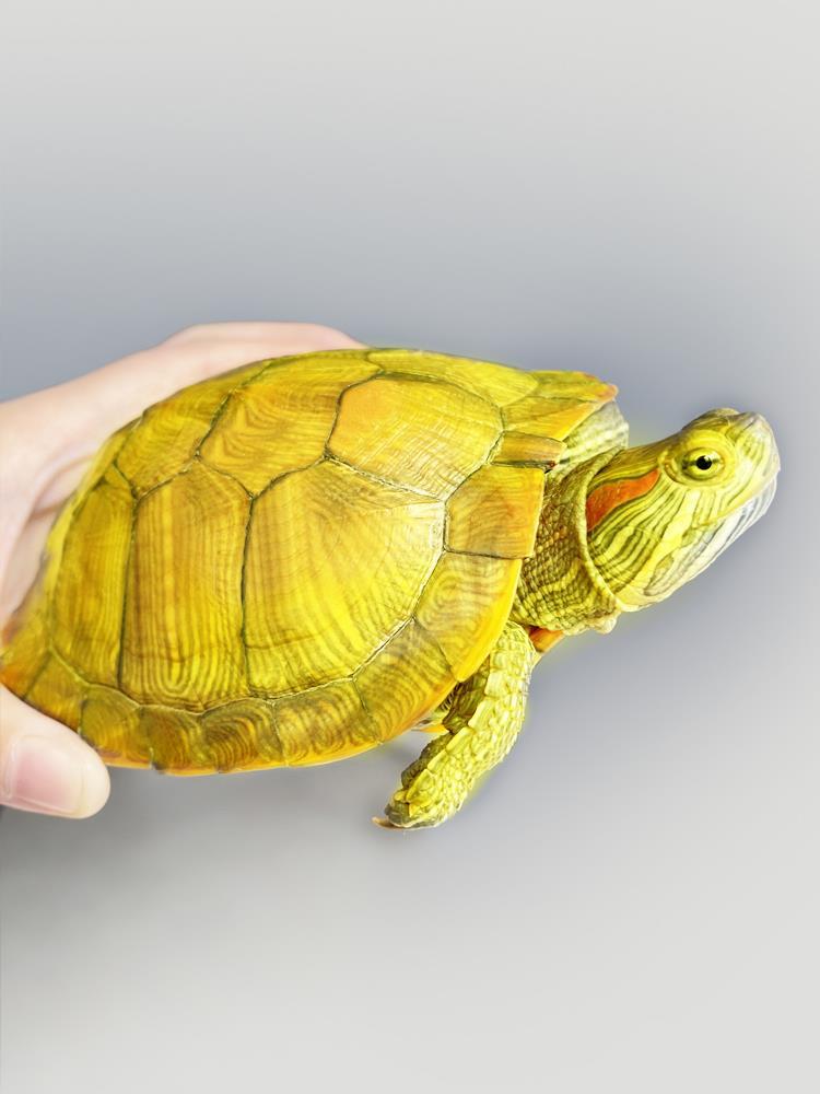 黄金招财龟小乌龟巴西龟水龟观赏龟养网红小鳄龟乌龟活物