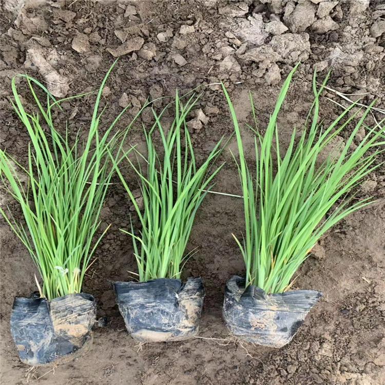马兰花苗批发多年生宿根花卉园林工程苗木小区学校绿化马蔺马莲花