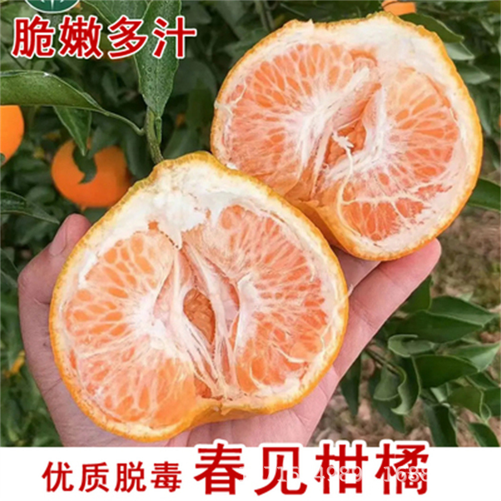 春见耙耙柑树苗带土嫁接四川柑桔盆栽地栽苗木趴趴苗果树果苗
